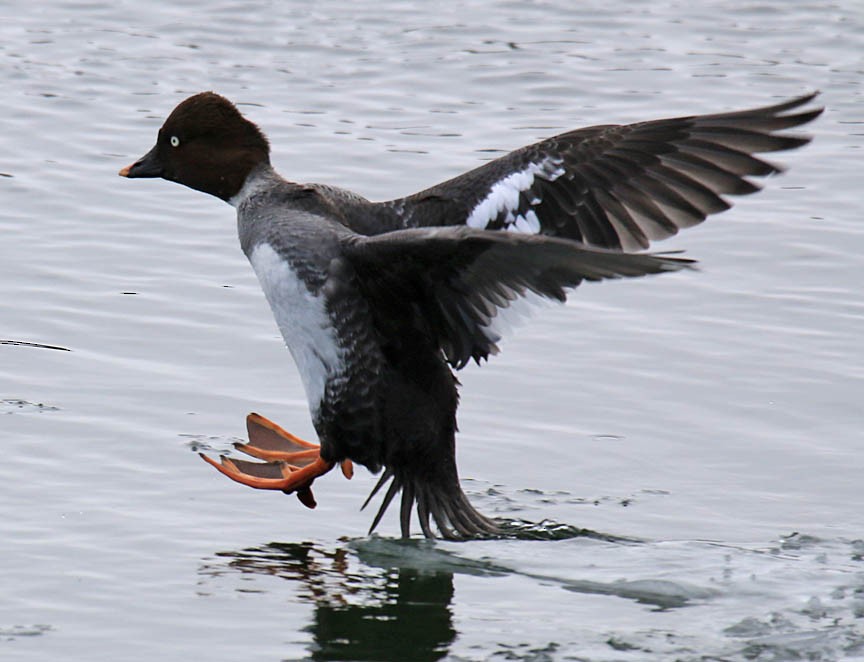 Common Goldeneye - Mark Dennis