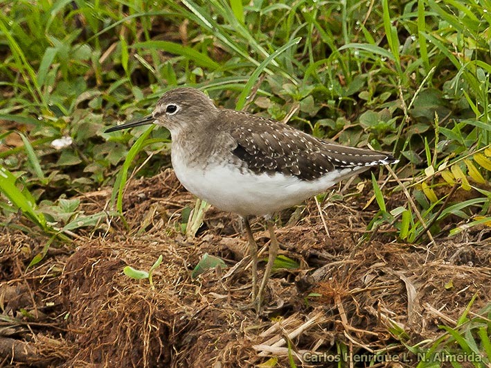 Solitary Sandpiper - ML423039911