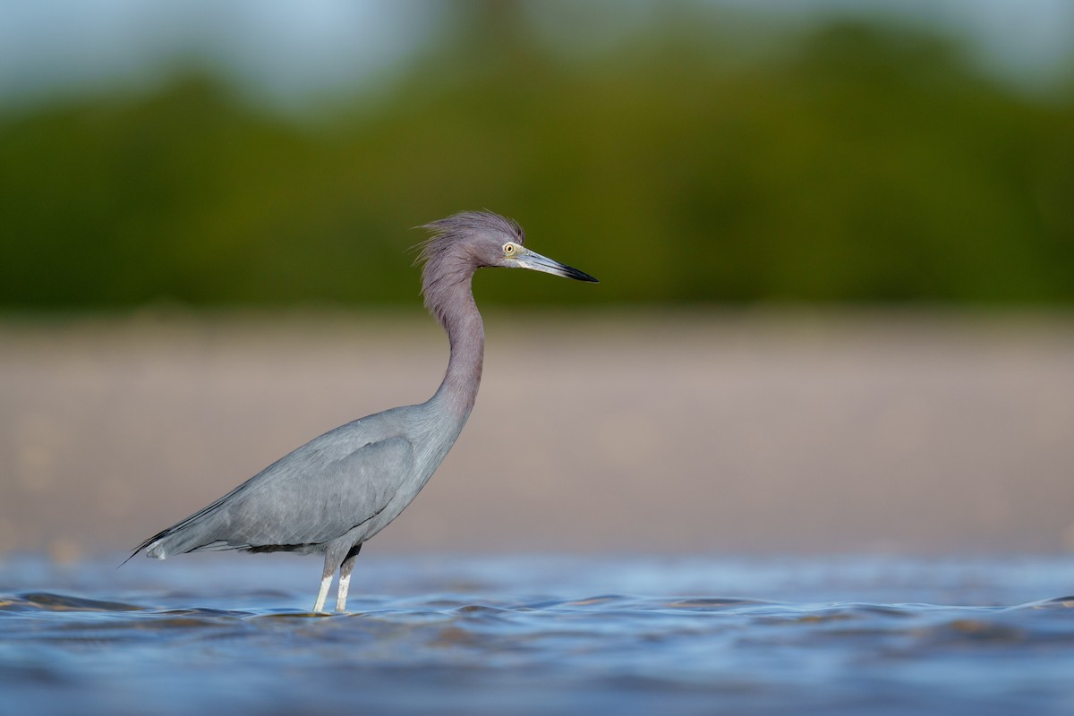 Little Blue Heron - ML423039971
