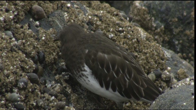 Black Turnstone - ML423040