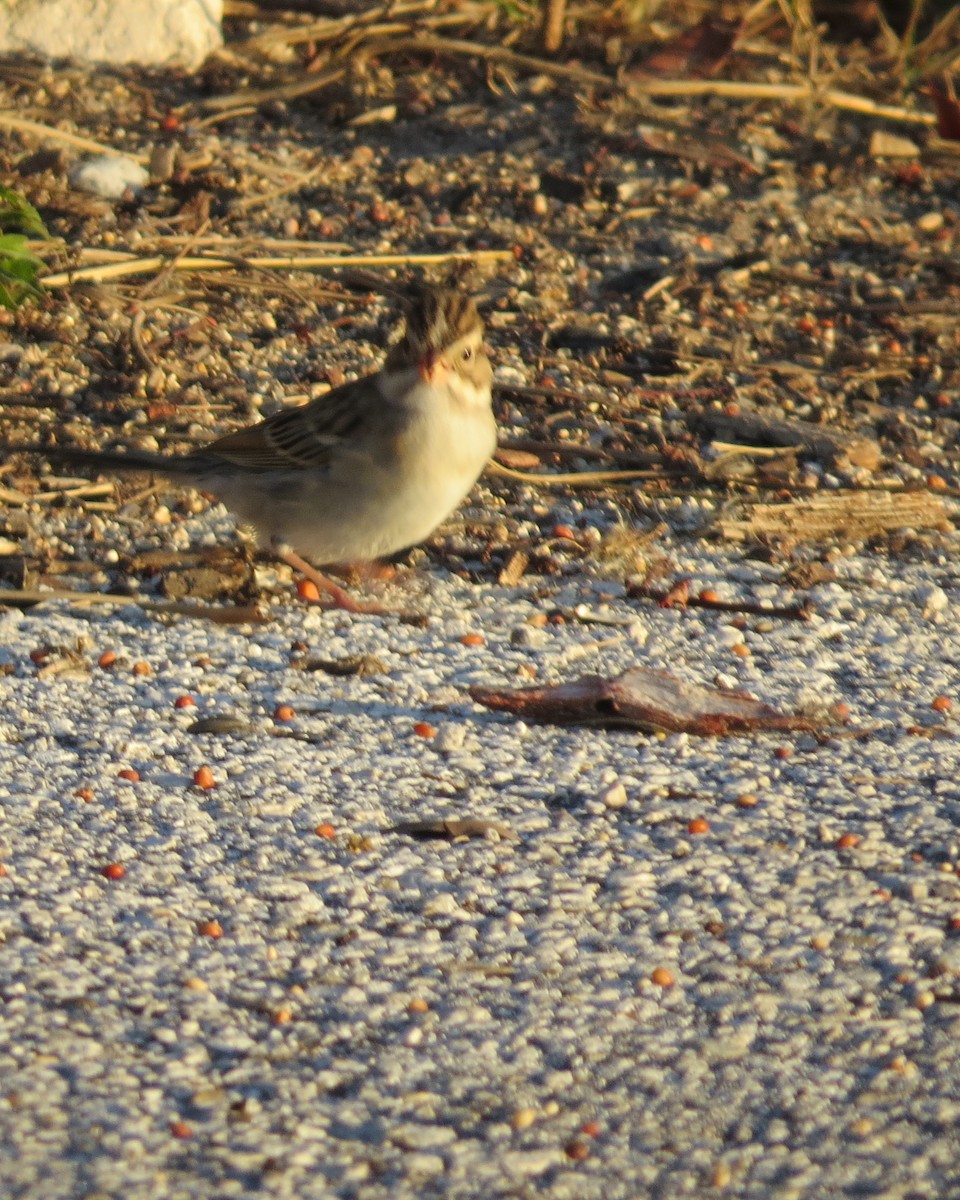 Clay-colored Sparrow - ML42304021