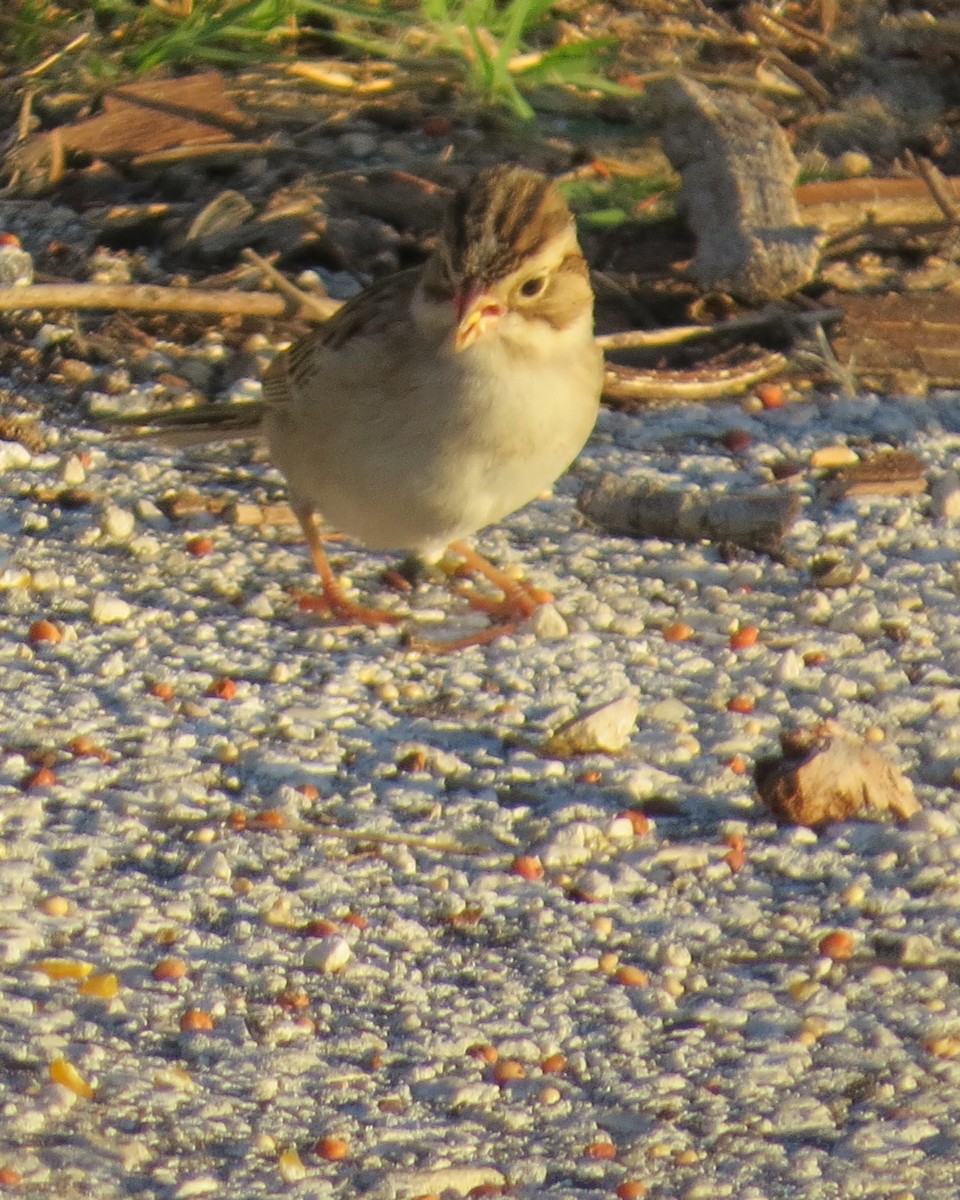 Clay-colored Sparrow - ML42304061