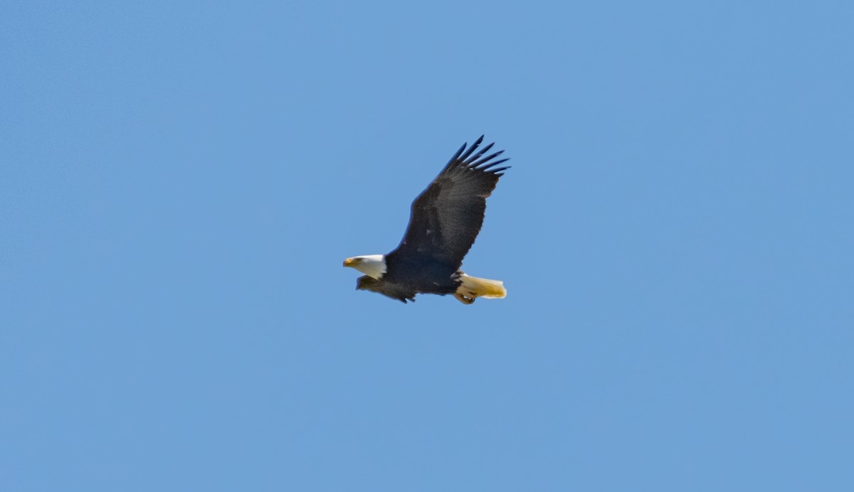 Bald Eagle - ML423040811