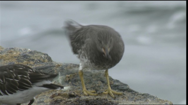 Surfbird - ML423041