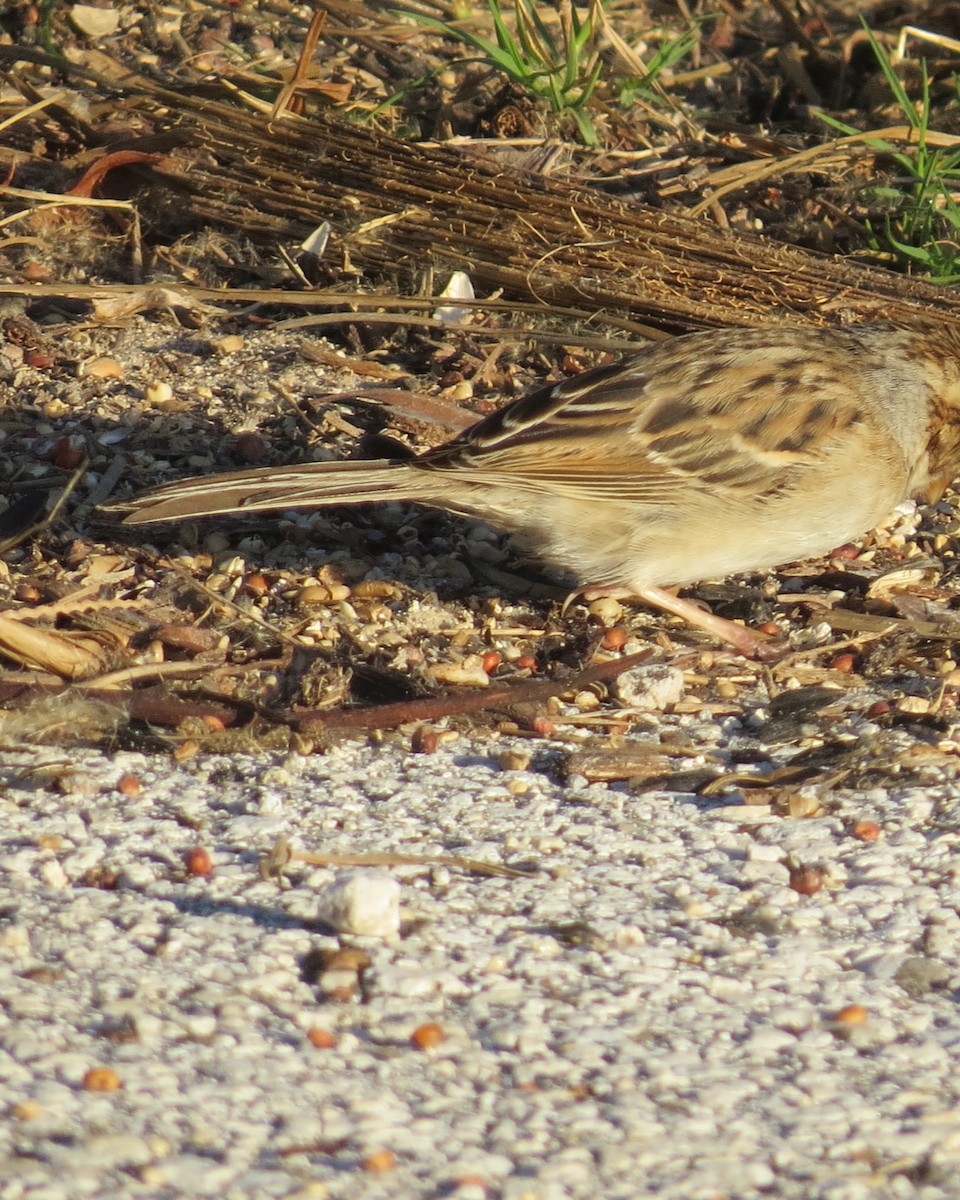 Clay-colored Sparrow - ML42304111