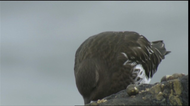 svartsteinvender - ML423042