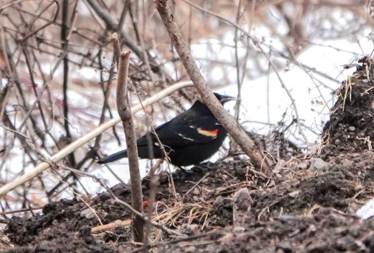 Red-winged Blackbird - ML423042111