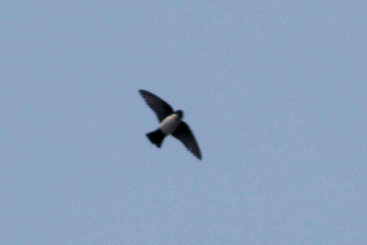 Nepal House-Martin - ML423042871