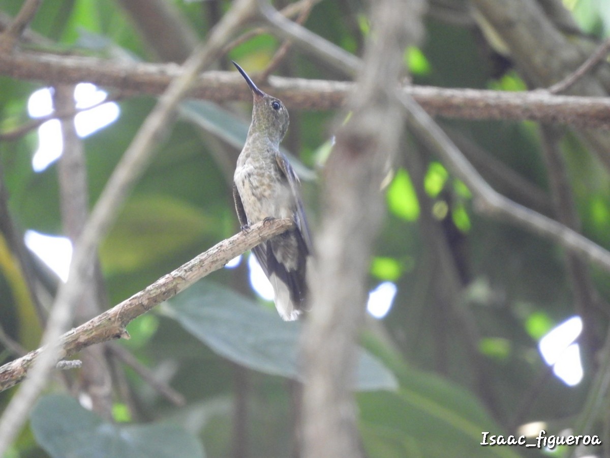 Scaly-breasted Hummingbird - ML423042981