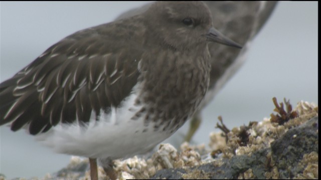 svartsteinvender - ML423043