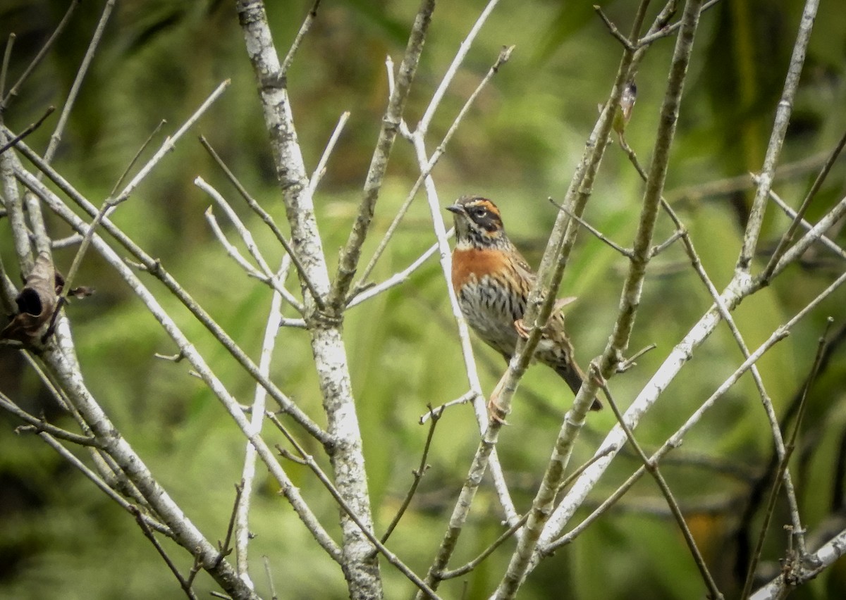 Rufous-breasted Accentor - ML423043061