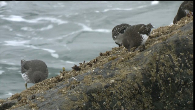 Black Turnstone - ML423044