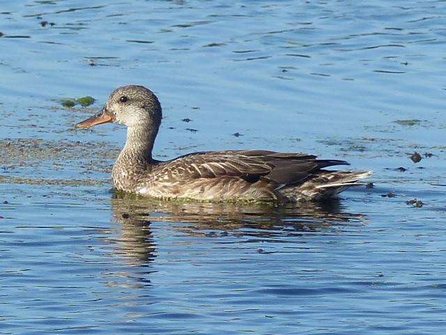 Canard chipeau - ML42304421