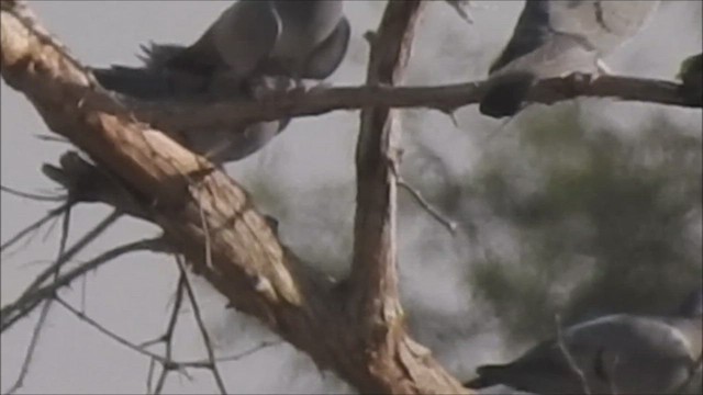 Хүрэвтэр тагтаа - ML423044621