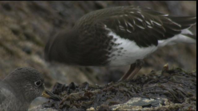 brottsnipe - ML423045