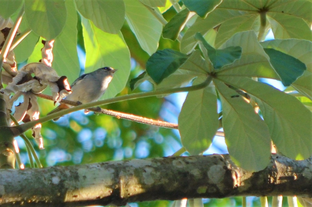 Chestnut-vented Conebill - ML423047471