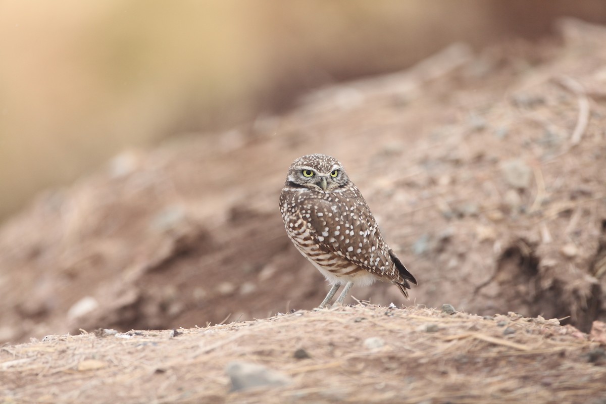 Burrowing Owl - Anonymous