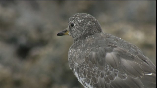 brottsnipe - ML423048