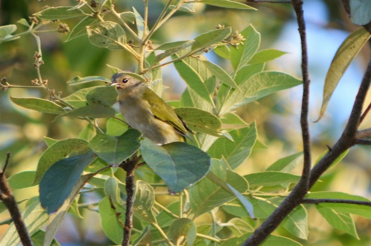 Chestnut-vented Conebill - ML423048441