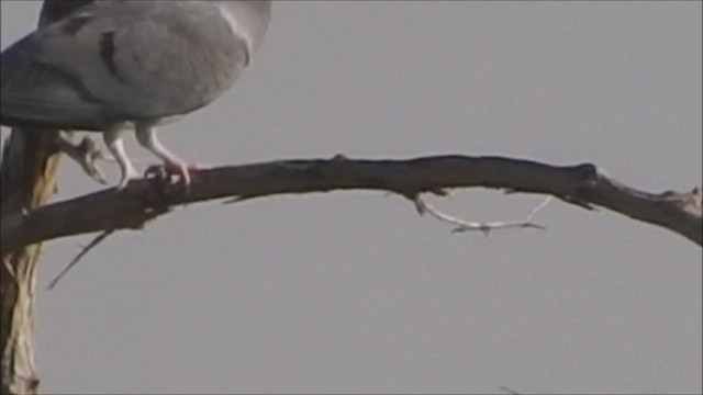 Yellow-eyed Pigeon - ML423048581