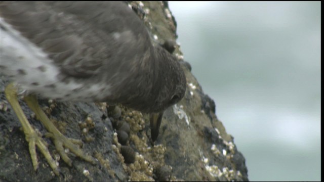 Surfbird - ML423049