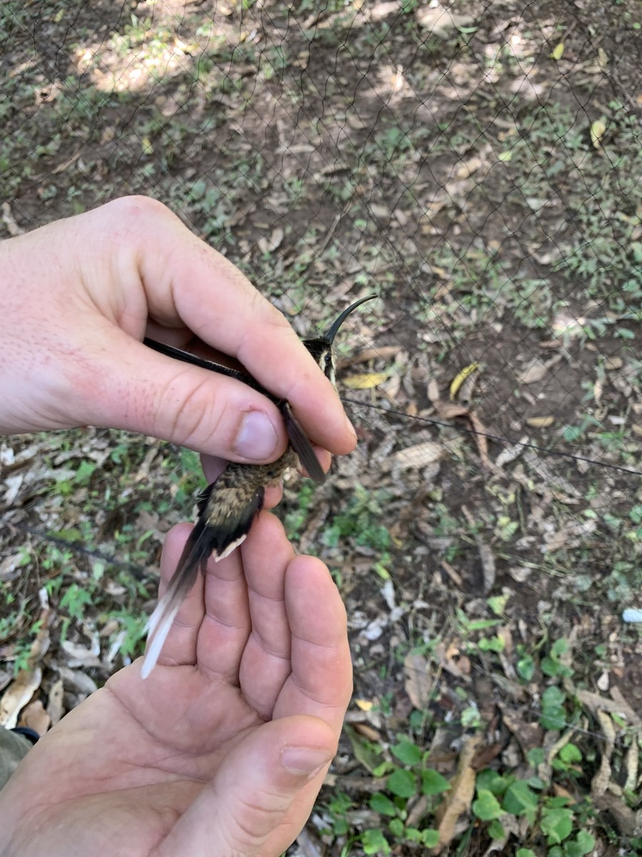 Long-billed Hermit - ML423049201