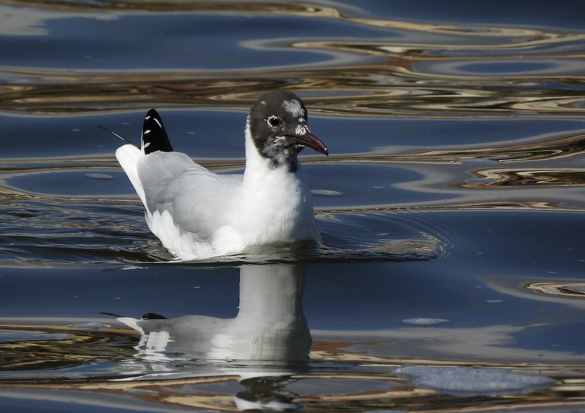 Black-headed Gull - ML423049601