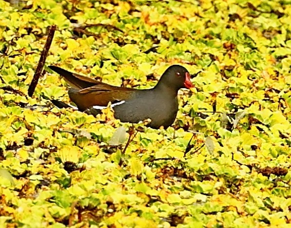 Gallinule poule-d'eau - ML423050211