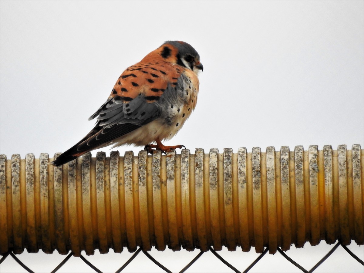 American Kestrel - ML423050401
