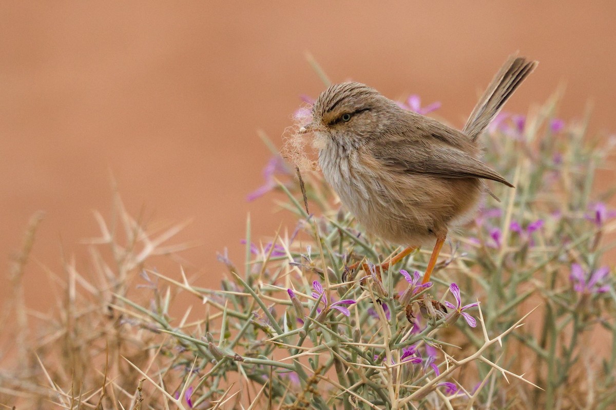 Scrub Warbler (Western) - ML423051731