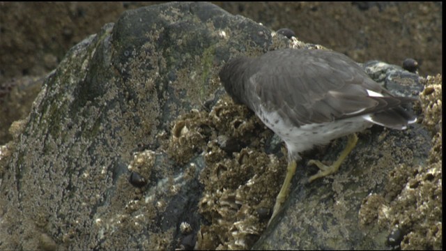 Surfbird - ML423052