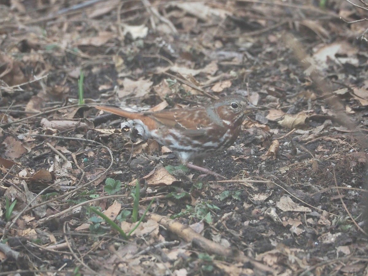 Fox Sparrow (Red) - ML423052231