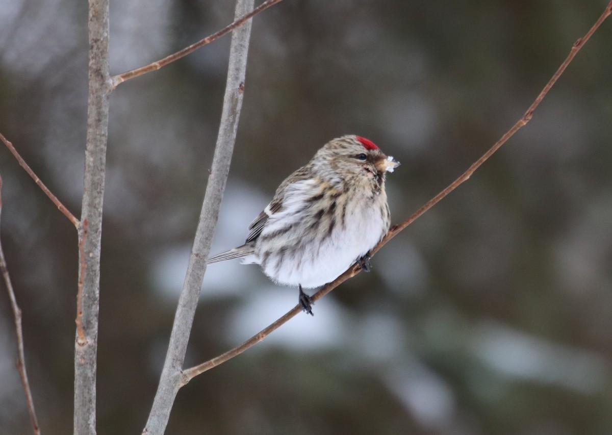 Common Redpoll - ML423052561