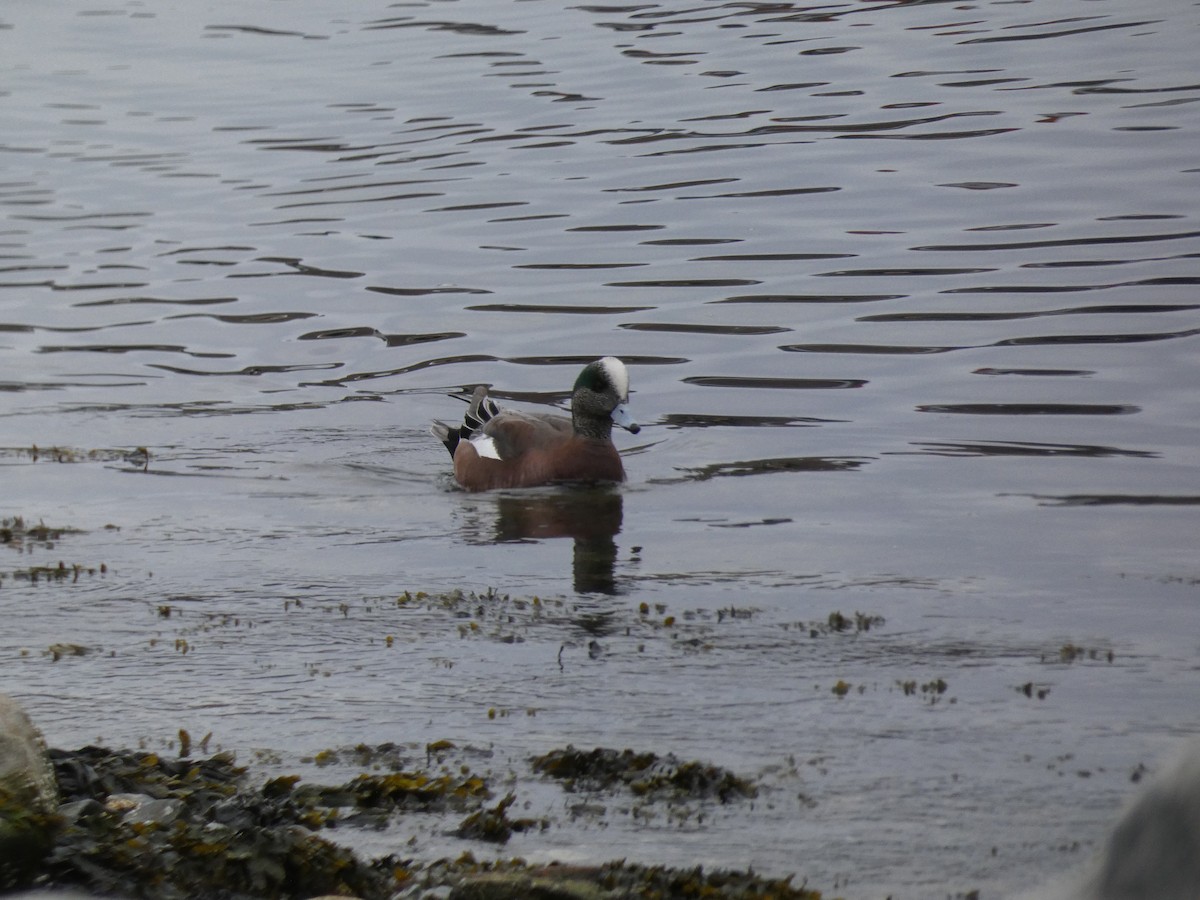 American Wigeon - Nell Smith