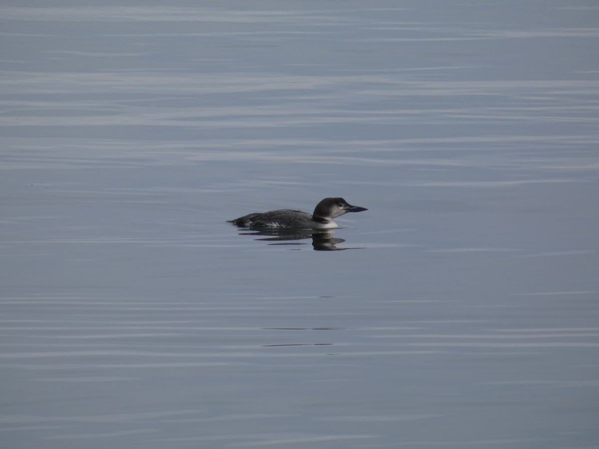 Common Loon - ML423053321