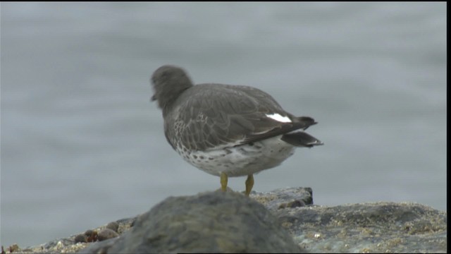 brottsnipe - ML423054