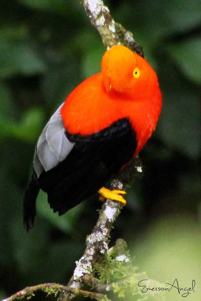 Andean Cock-of-the-rock - ML423054001