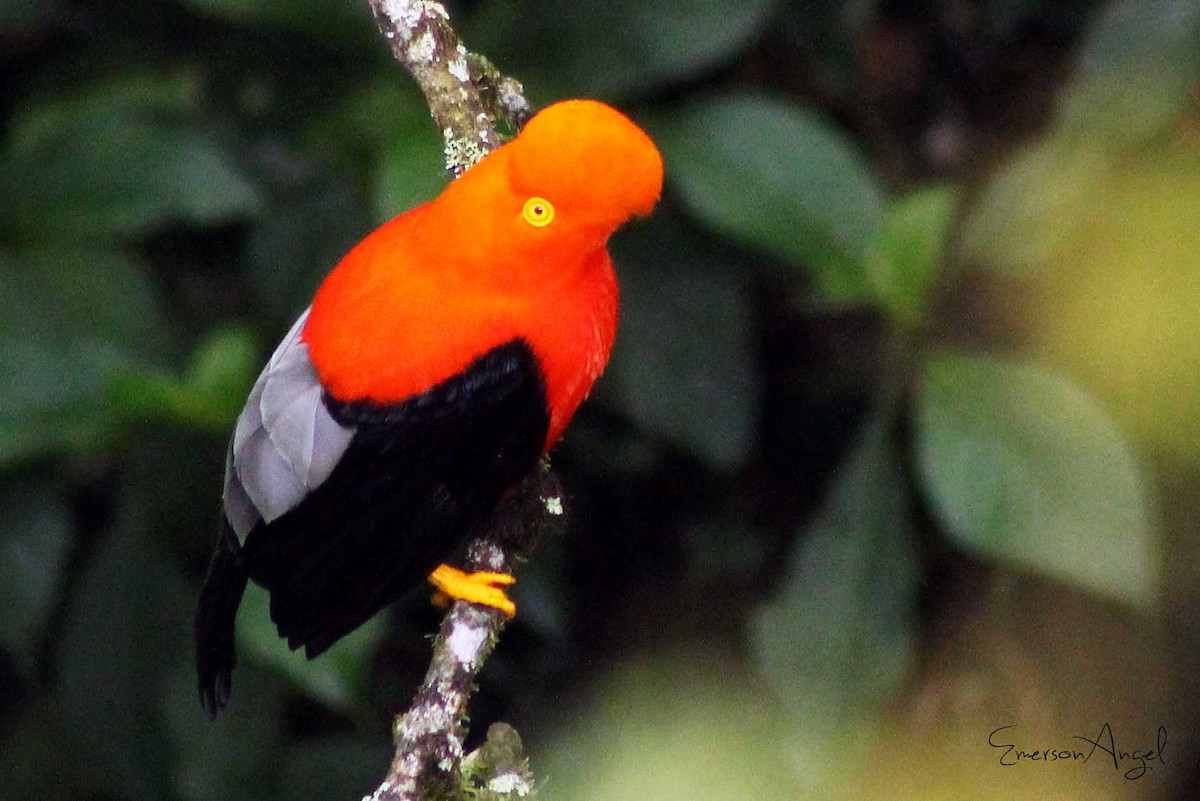 Andean Cock-of-the-rock - ML423054031