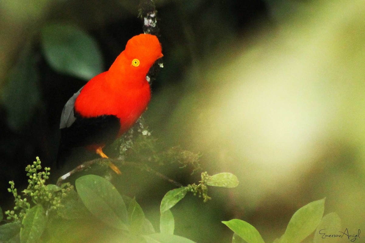 Andean Cock-of-the-rock - ML423054081