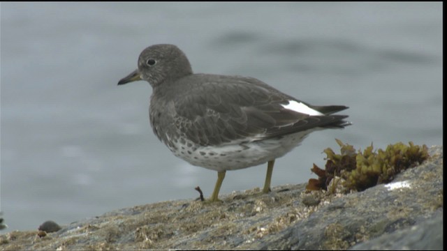 Surfbird - ML423055