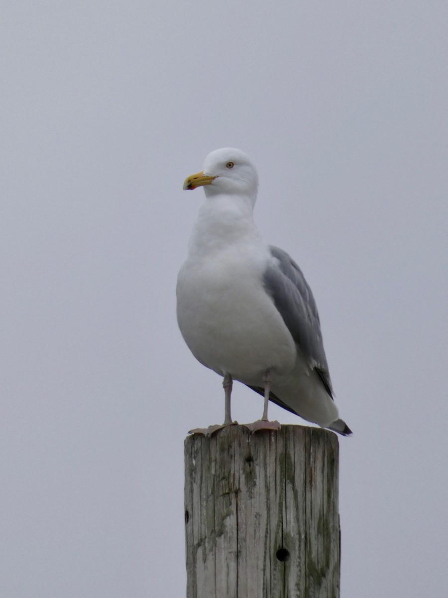 Herring Gull - ML423055571