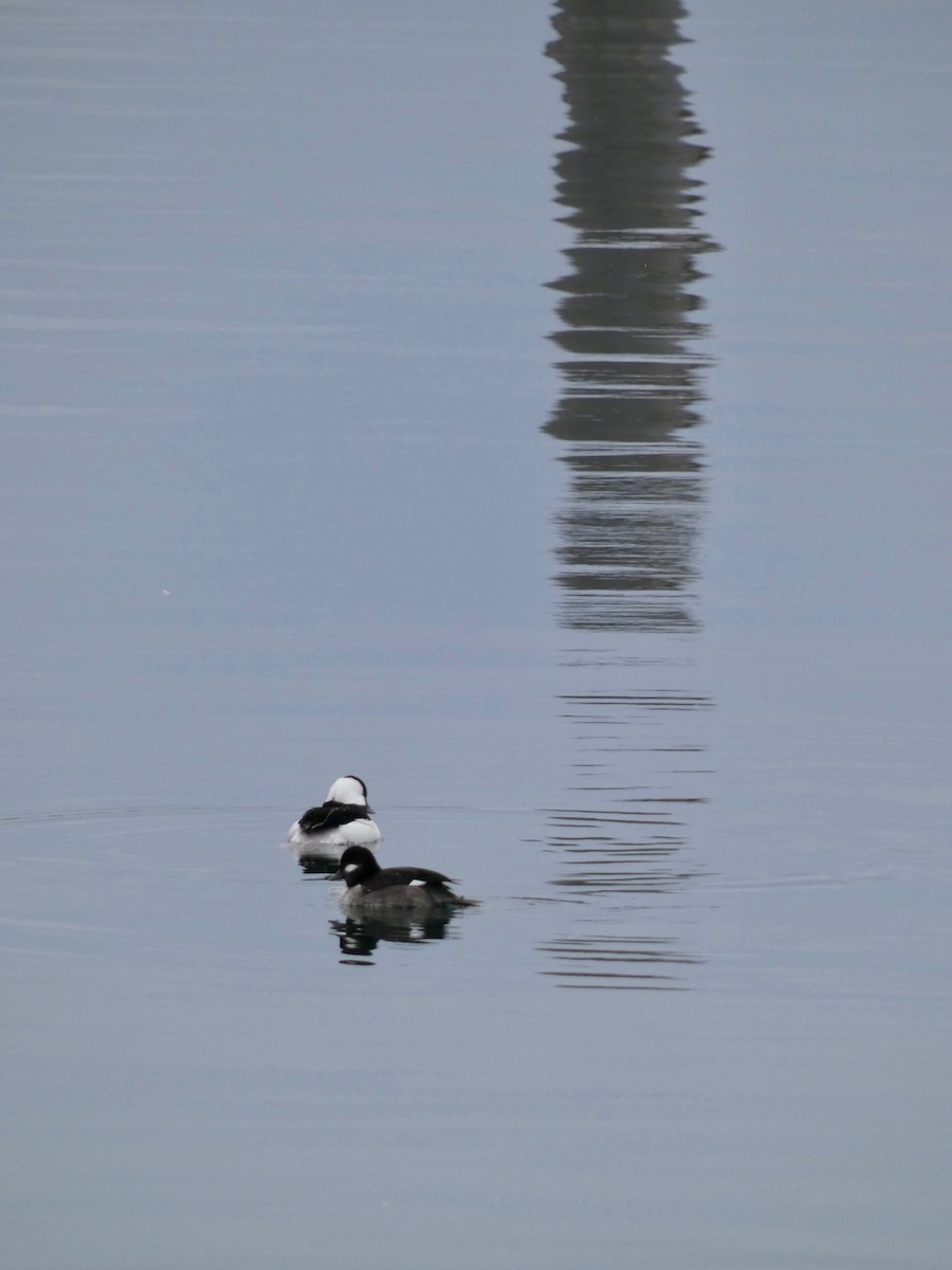 Bufflehead - ML423055611