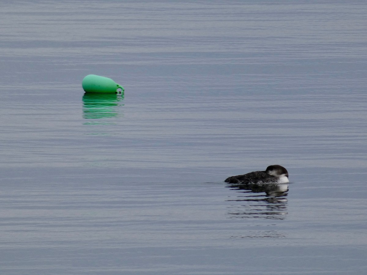 Common Loon - ML423055631