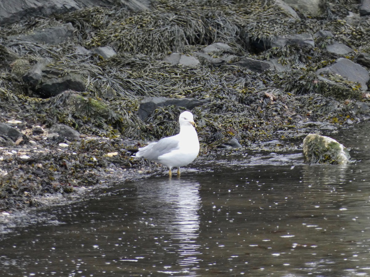 Ring-billed Gull - ML423055641