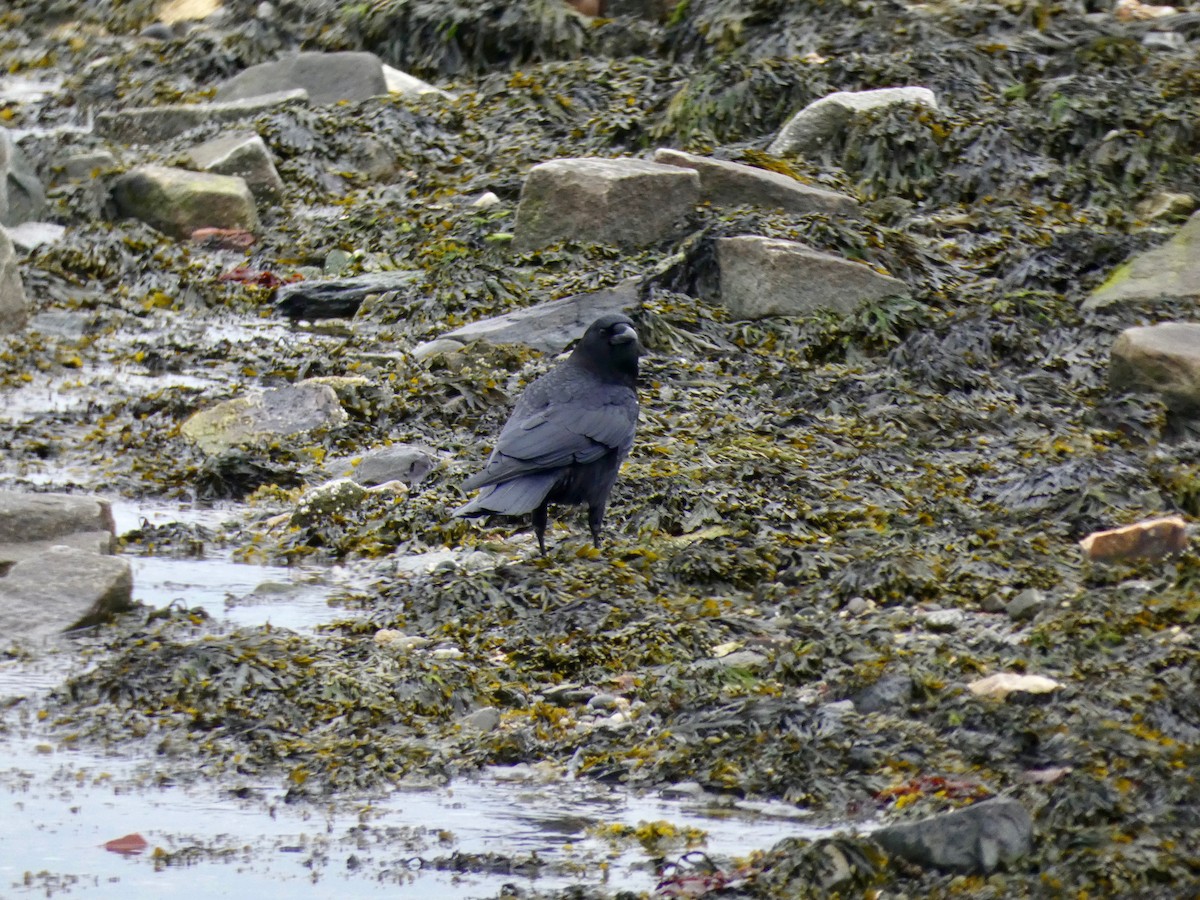 American Crow - ML423055691