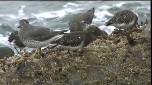 brottsnipe - ML423056