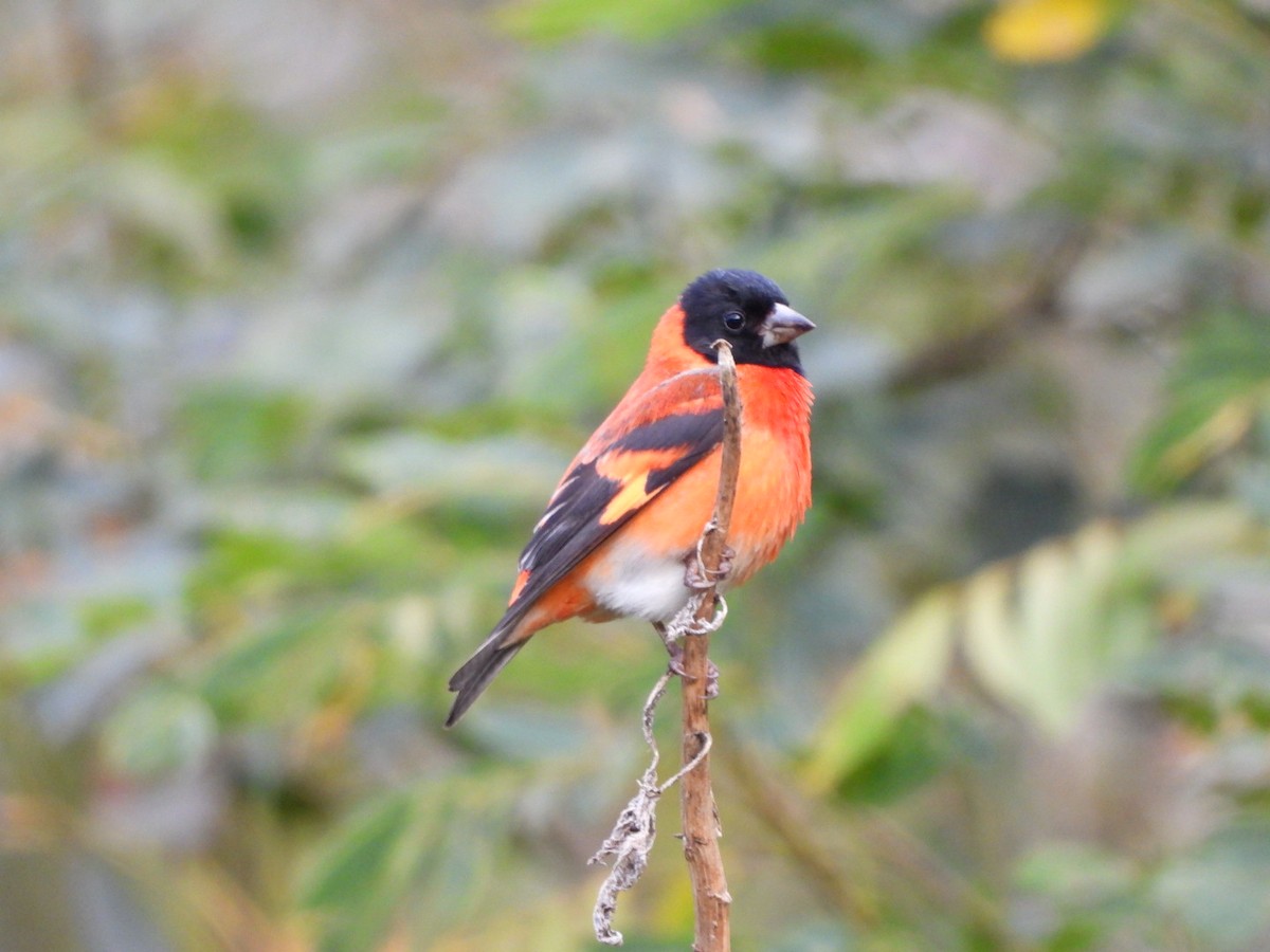 Red Siskin - ML423056391