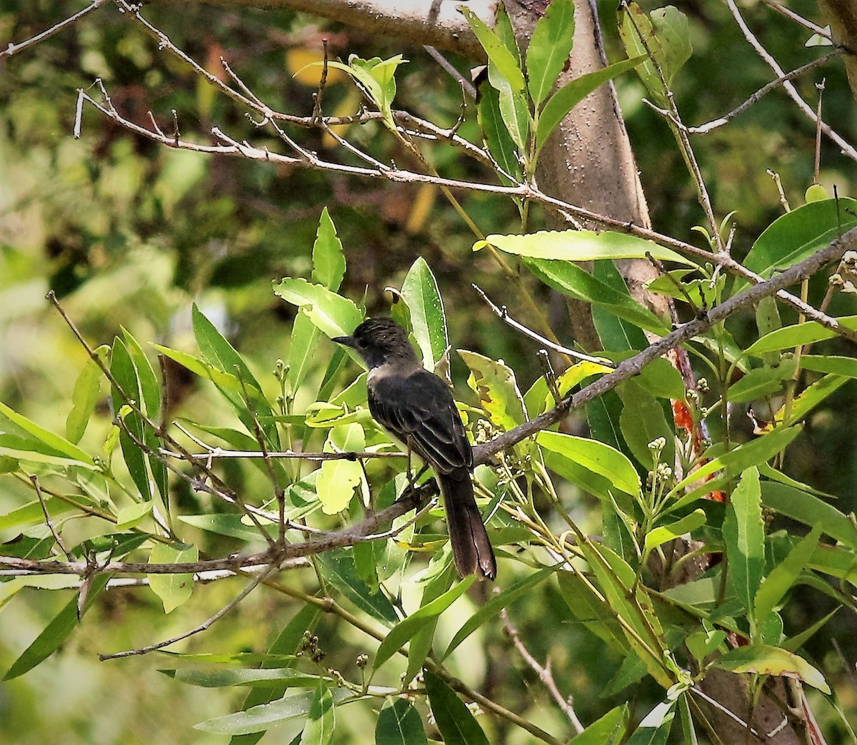 Short-crested Flycatcher - ML42305641