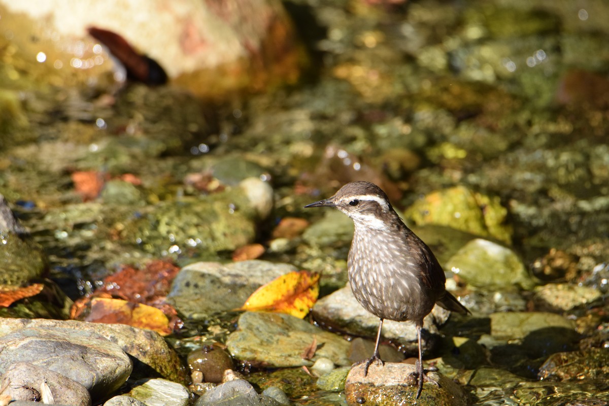 Dark-bellied Cinclodes - ML423056631