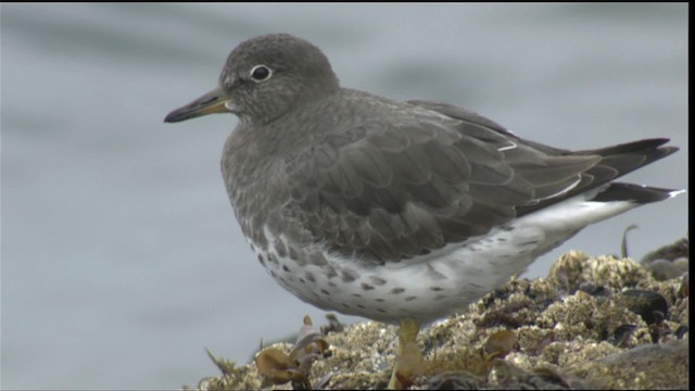 Surfbird - ML423057